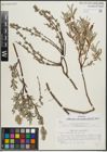 Foto von Salix repens subsp. rosmarinifolia (L.) Andersson